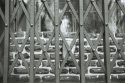 jailed cup
