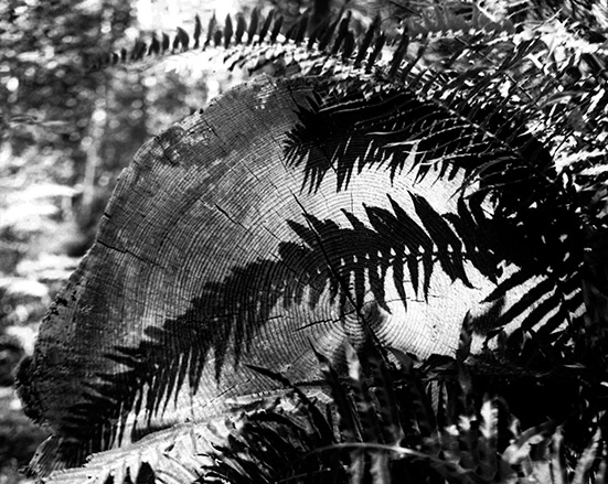 ©Bob St. Cyr-REDWOOD PARK-2026-04-25
