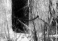 .01% of contact print or 9167 x 11667 foot print