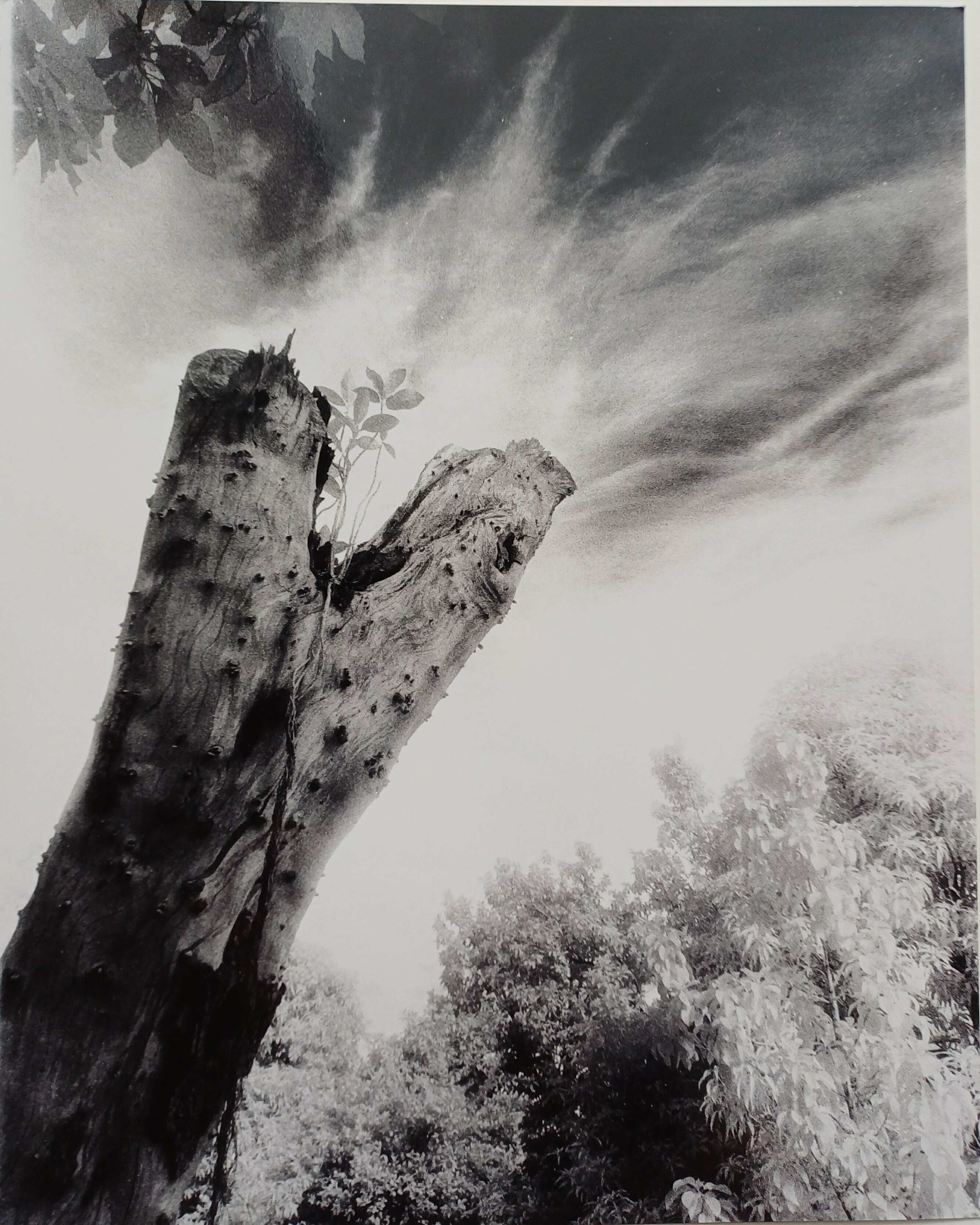 #1 Series of Los Arboles mueren de pie ("Trees die standing up")