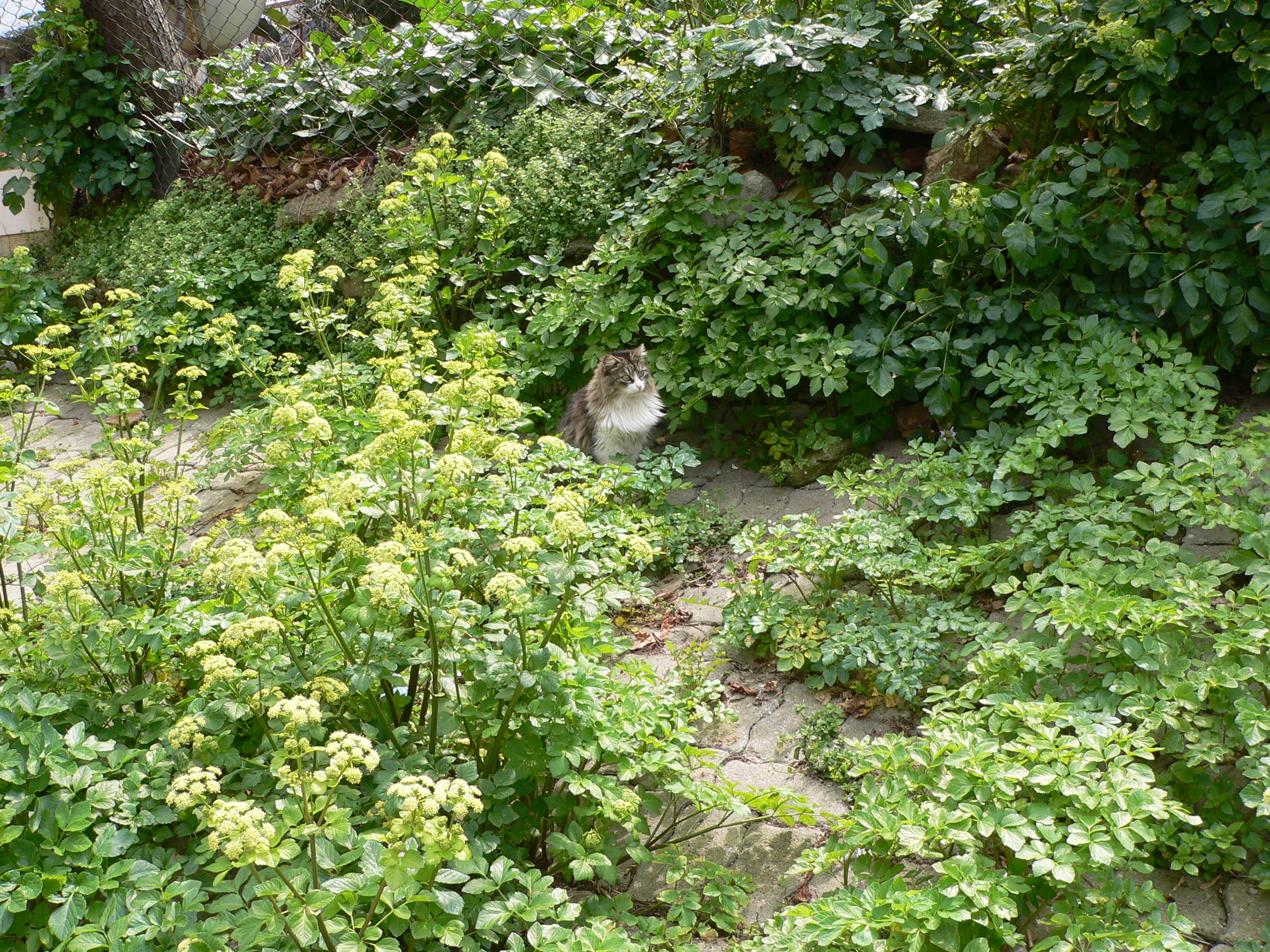 100 000 Cats in İstanbul.JPG
