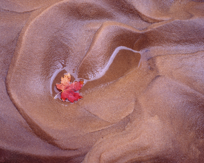 100swmaple-leaf-wet-sand