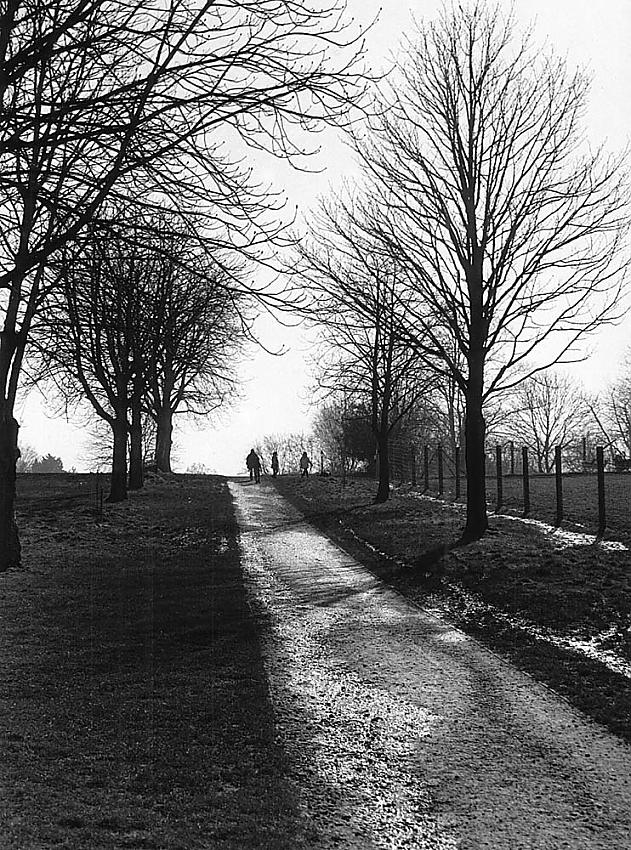 1984 Panatomic X in Rodinal