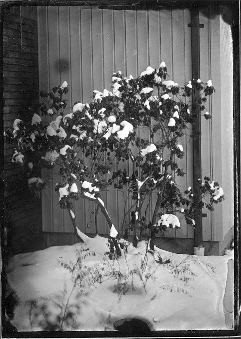 1st glass wet plate!