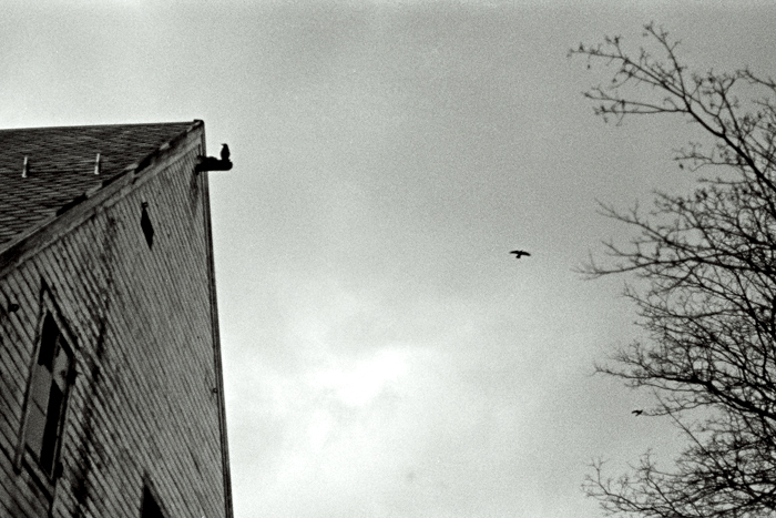 2 birds