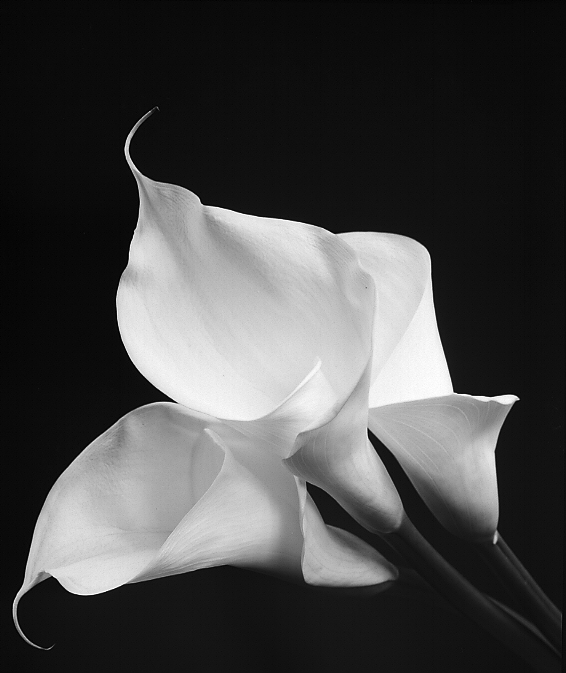 3 Calla Lilies