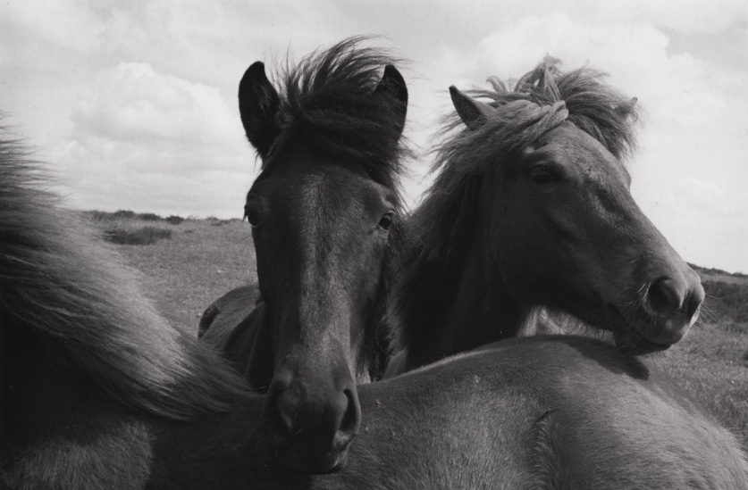 3 horses