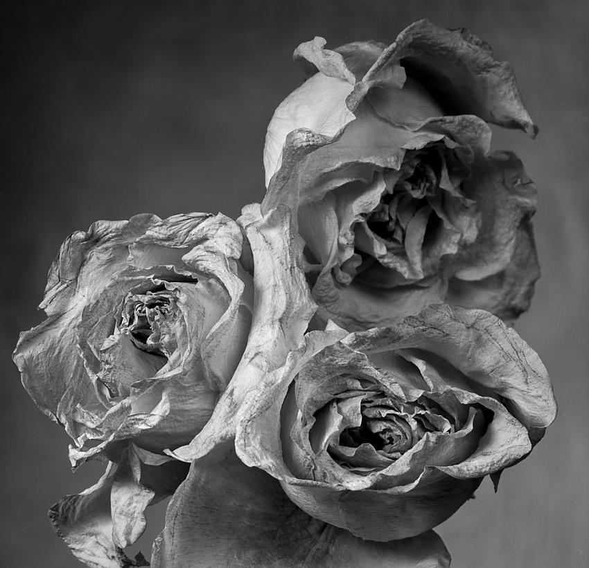 3 Roses