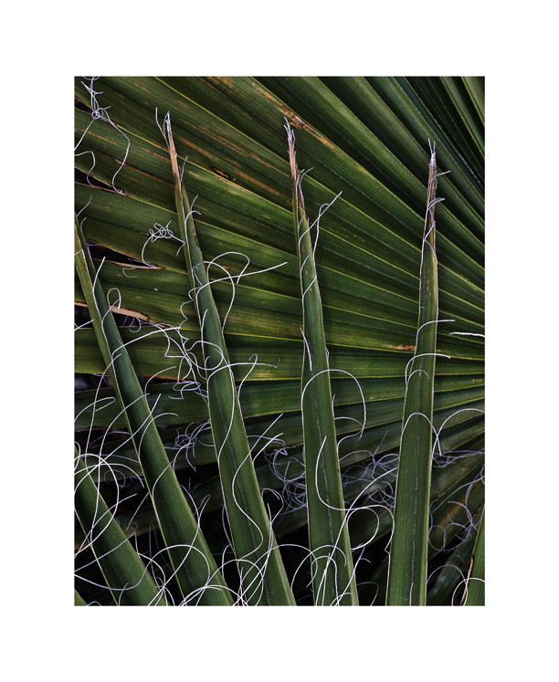4 Palm throngs and threads.