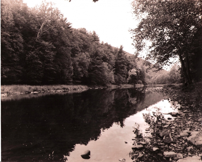 40 Maples