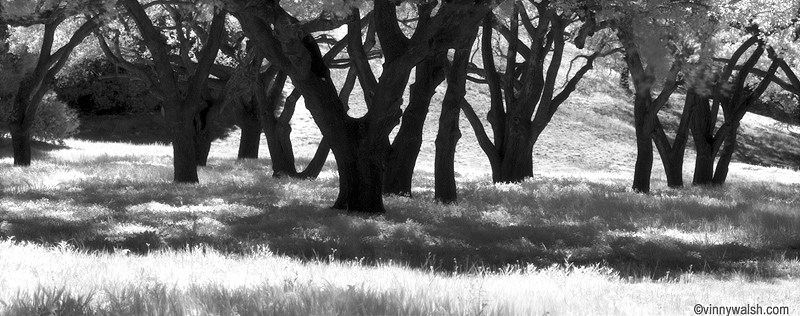 410ir-happy-valley-oak-grov