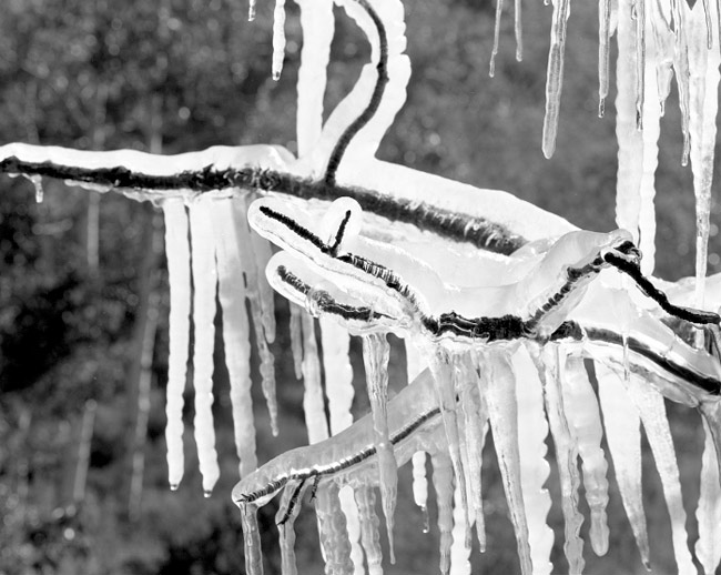 45fp-iced-aspen-limbs