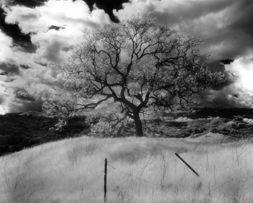 45ir-calabasas-oak