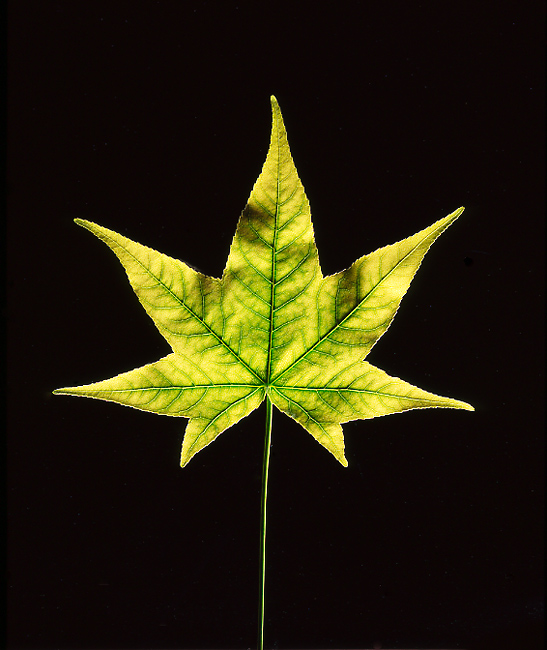 45rvp100-yellow-leaf-epson