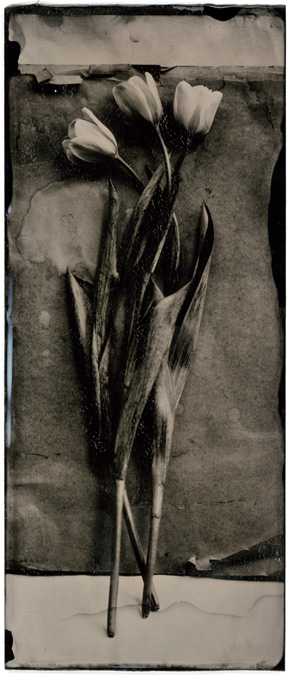 4x10 - tulips on some old paper