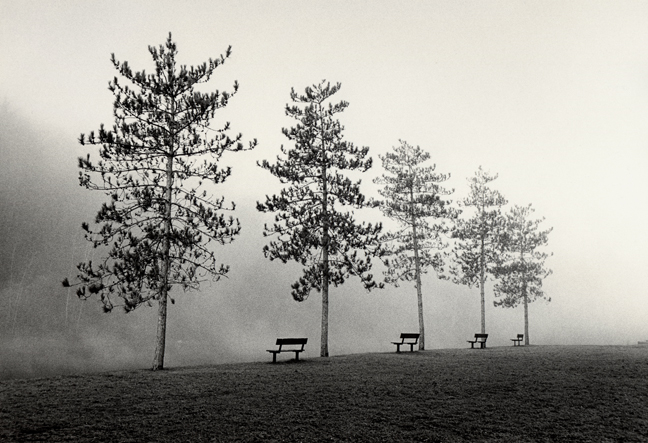 5 Trees 4 Benches