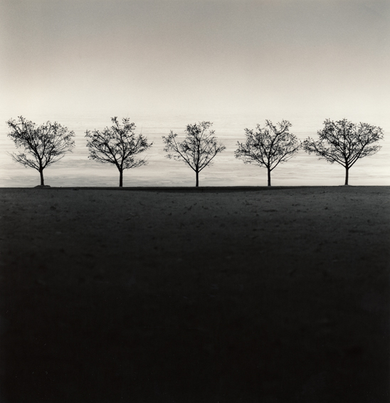 5 Trees Study 2