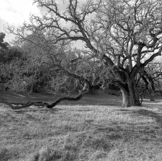 66-santamargarita-oak