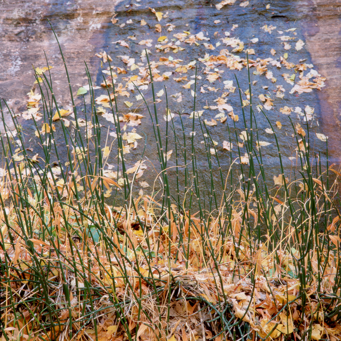 66rvp-zion-rushes_leaves