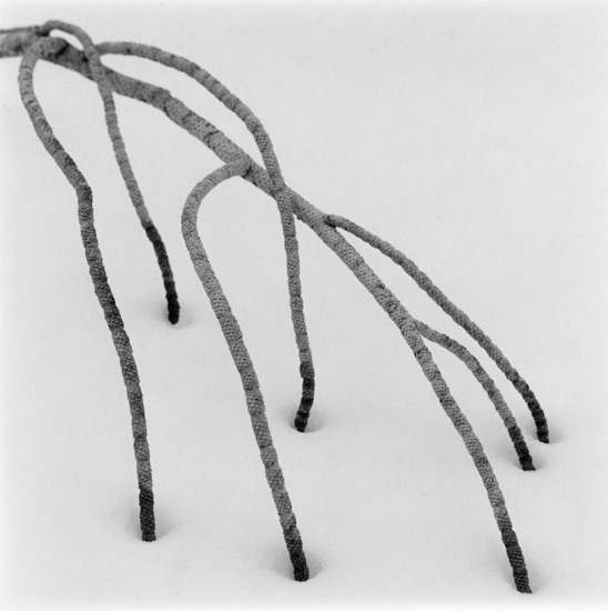 66tx-pine-branch-in-snow
