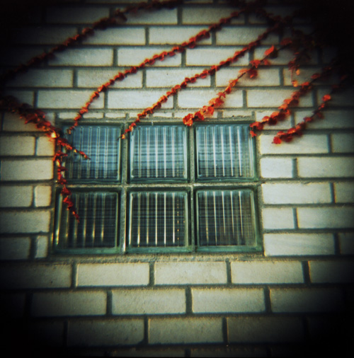 66vc-vines-on-glass-blocks