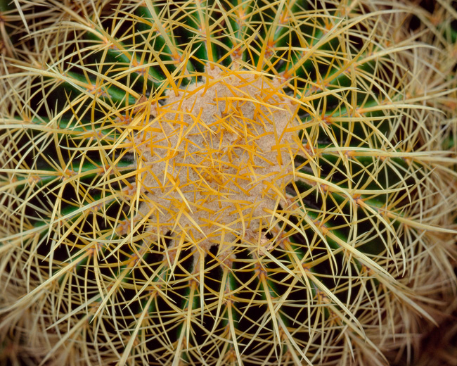 67rhp-cactus-