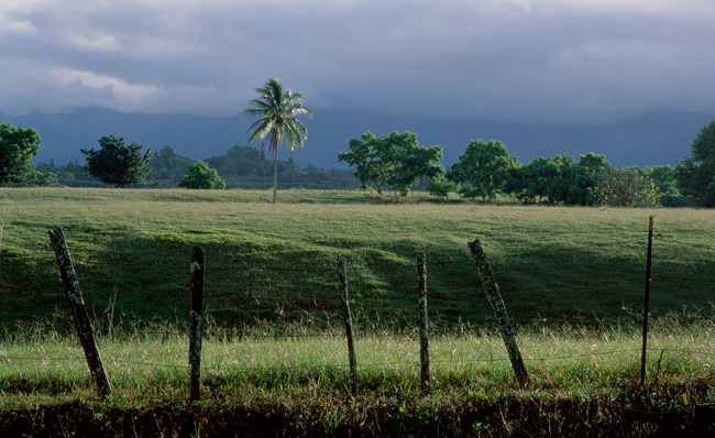 67rvp-kauai-pasture