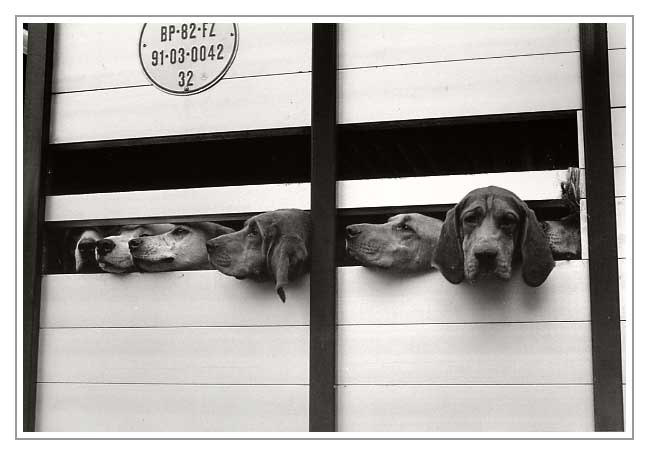 7 dogs