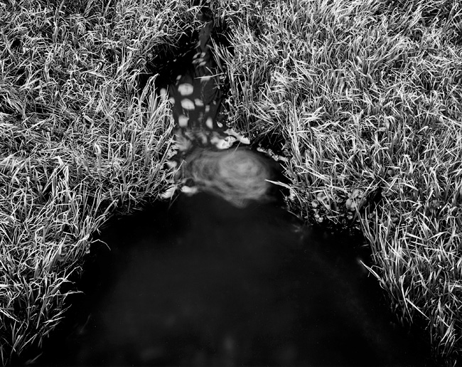810-creekswirls_grass-rmnp