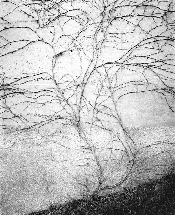 810cp-vines-on-overpass