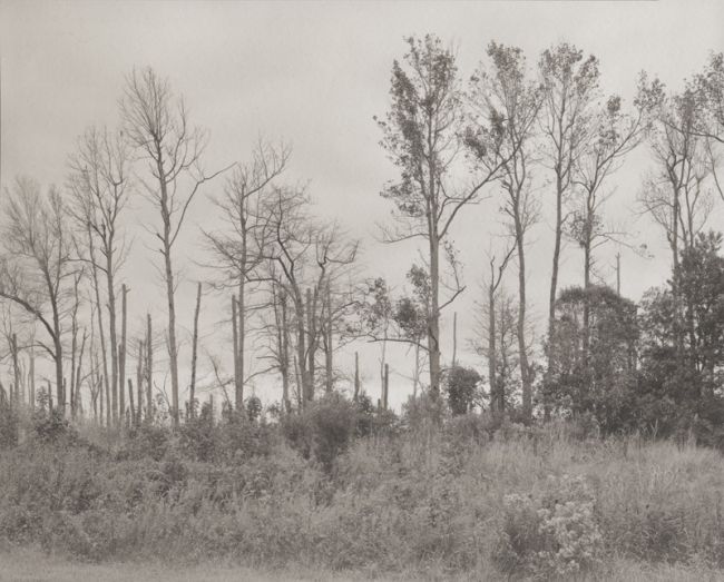 8x10#4 - Trees in line