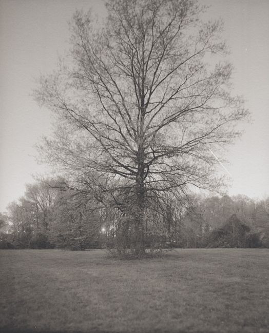 8x10#5 - Tree at night