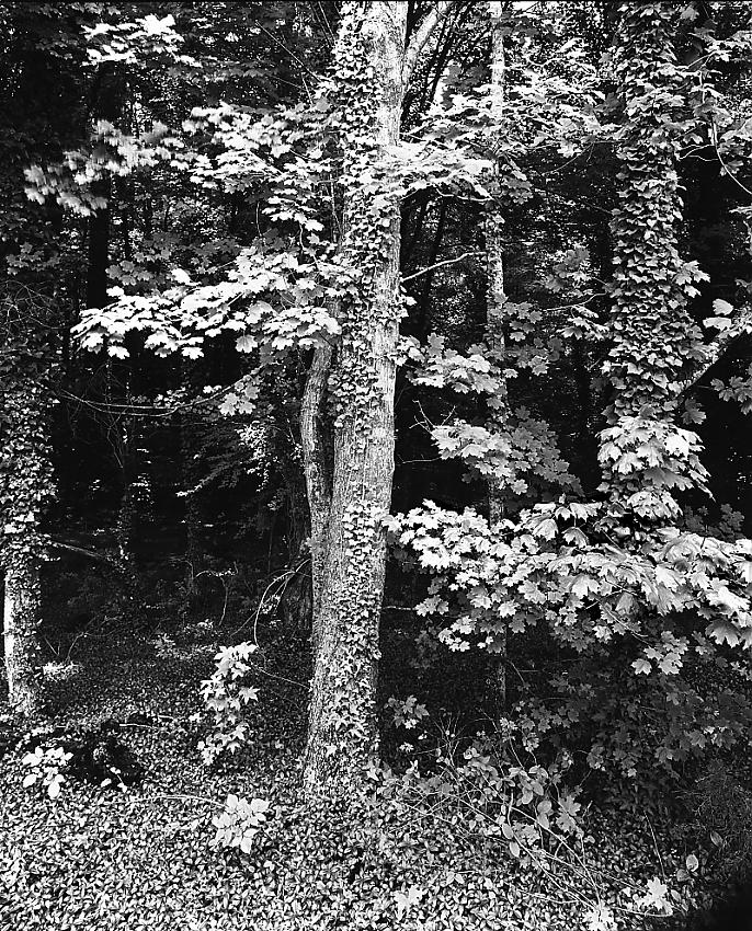 8x10 X-Ray Film Images of Orange County, NC