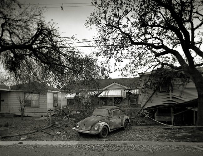 9th ward beetle