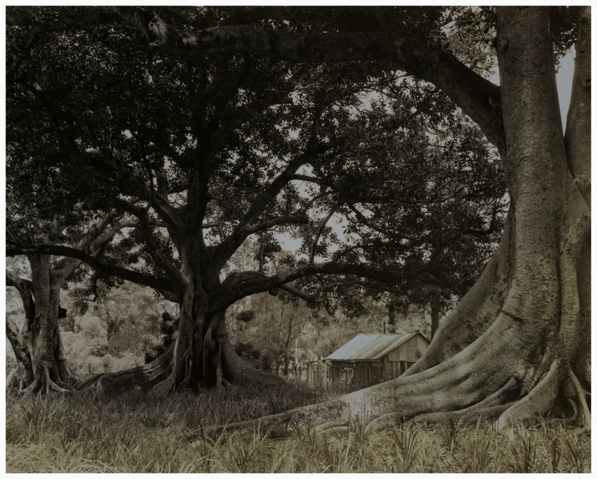 A big tall tree that shades the yard