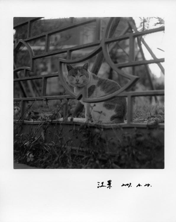A Cat Came Across
