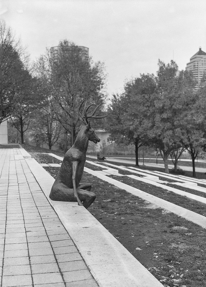 A Coupla Deer in Columbus