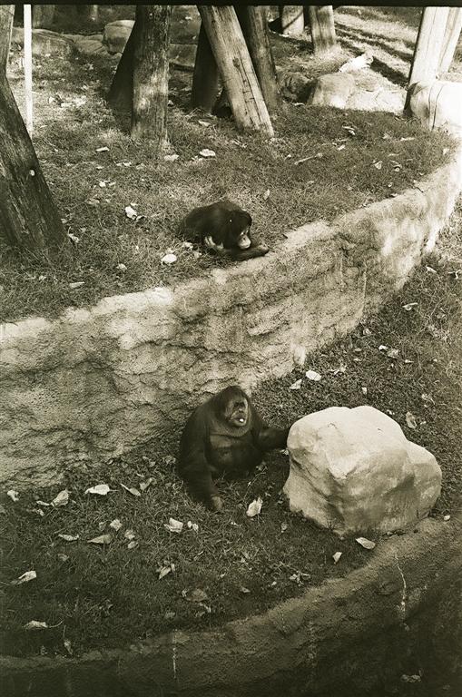 A day at the zoo