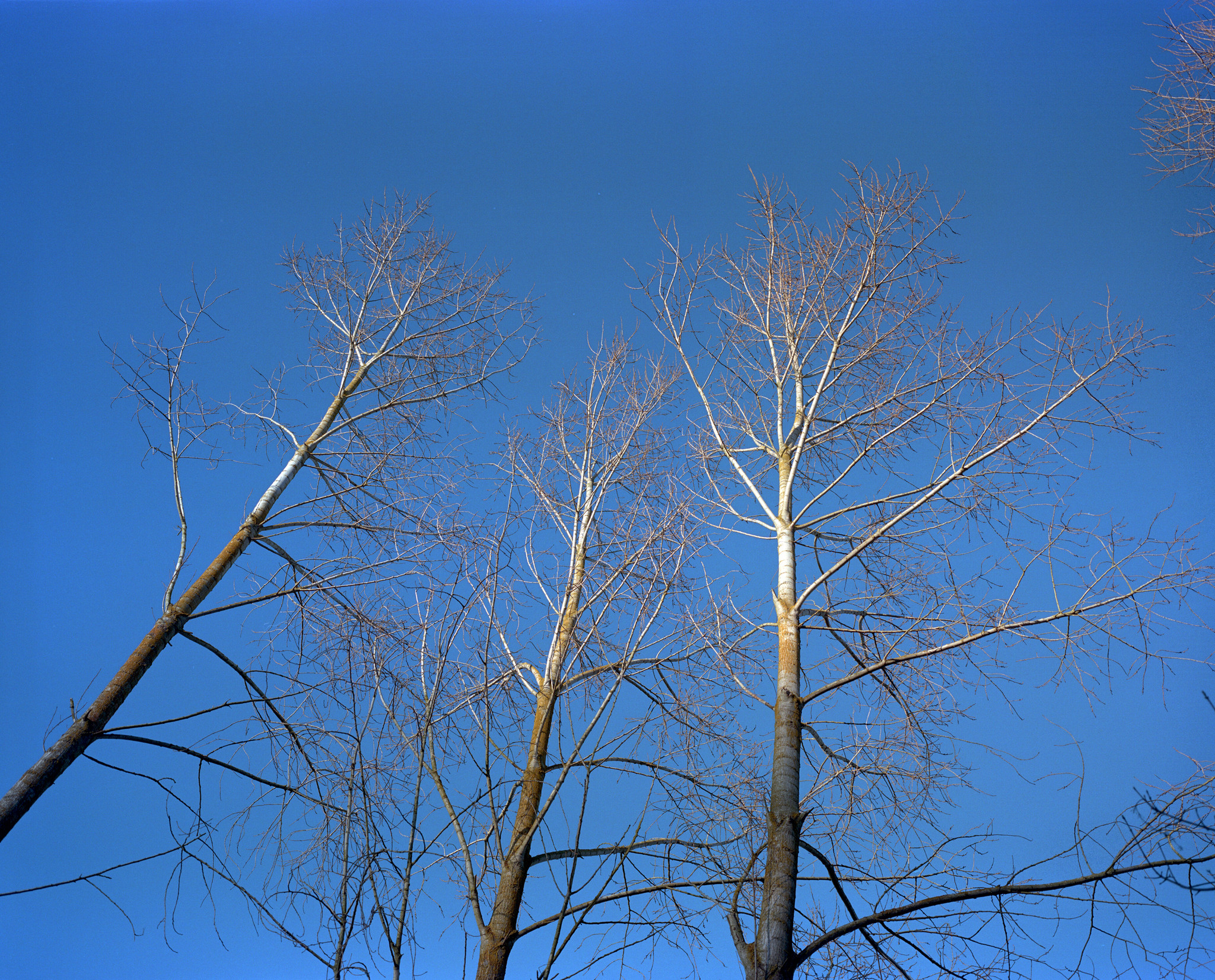 A February Afternoon - 1