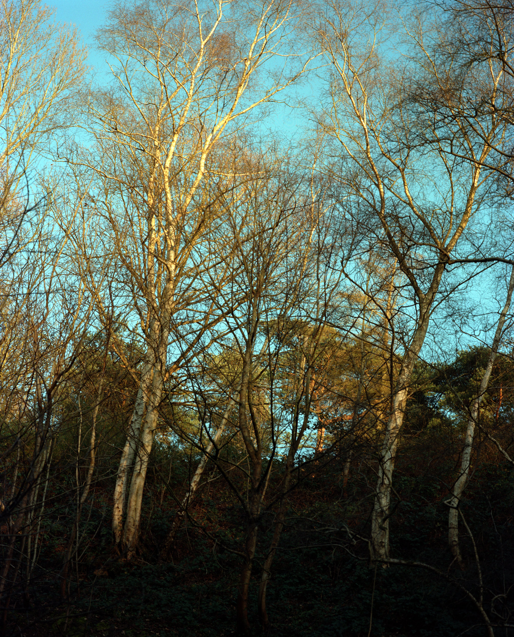 A February Afternoon - 3