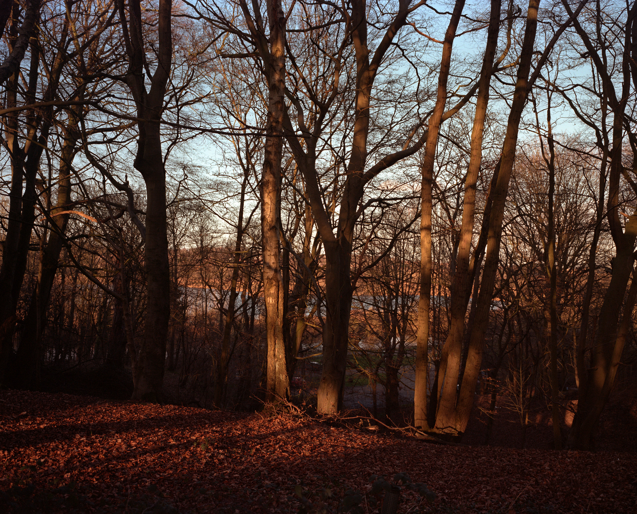 A February Afternoon - 5
