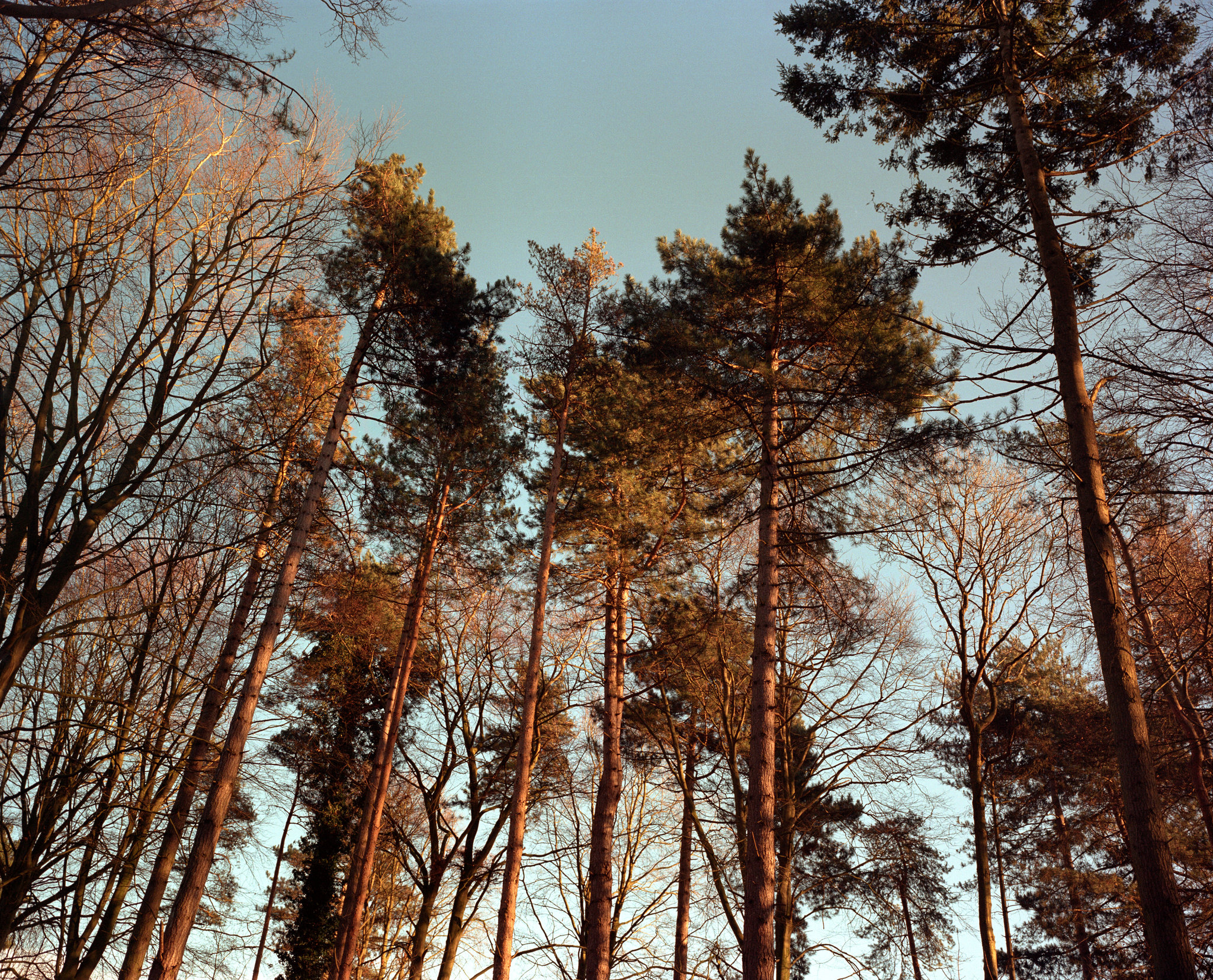 A February Afternoon - 6