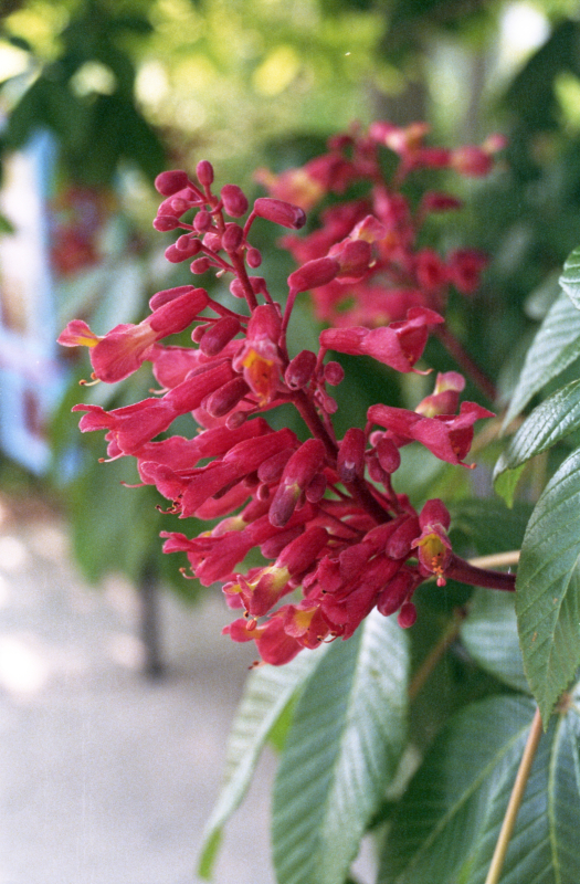 A Flowering Tree