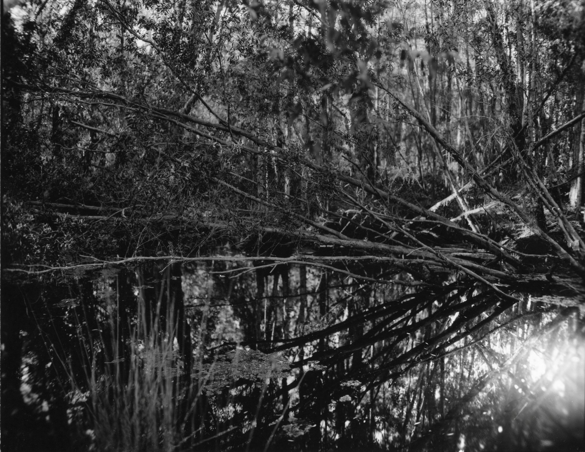 A Forest