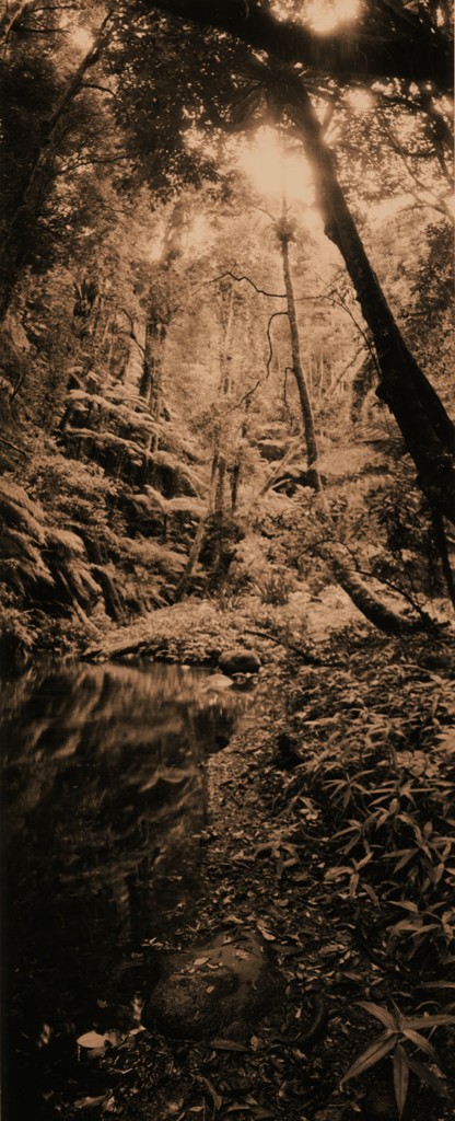 A Forest