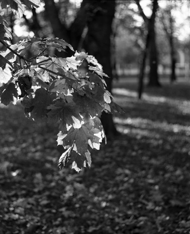 A golden autumn