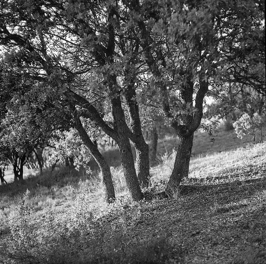 A holm oak