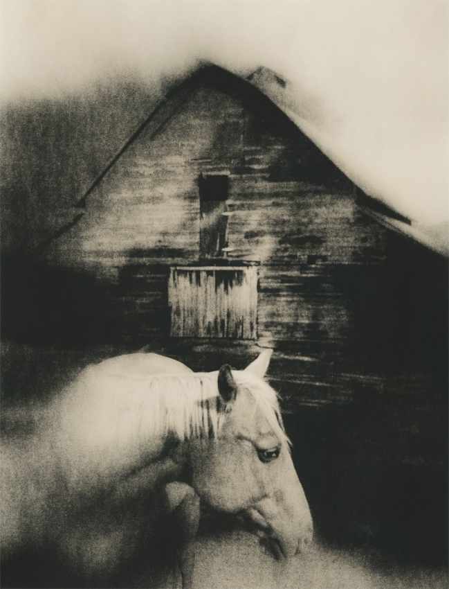 A Horse Called Memory