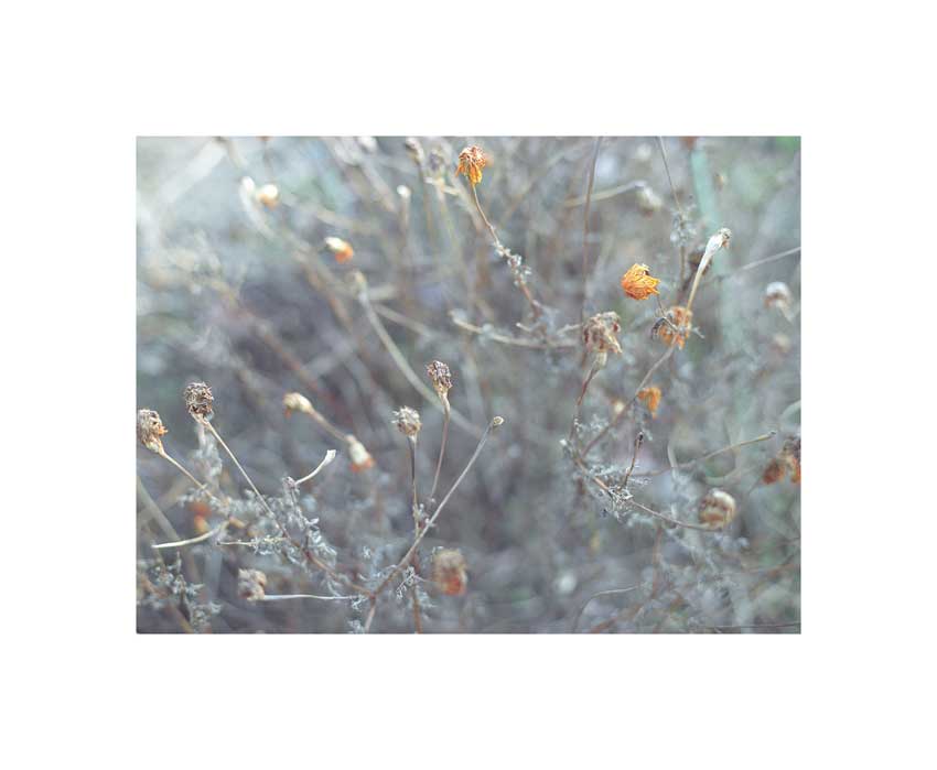 a little bokeh love