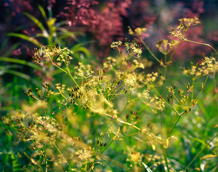 A little piece of summer...